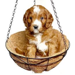 Cavalier King Charles Spaniel and Cavapoo Puppies from Red Skye Cavaliers and Cavapoos