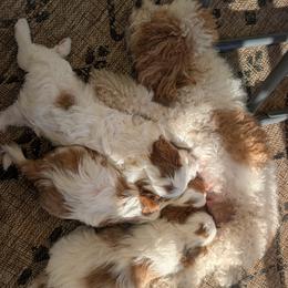 Cavapoo Puppies from Crystal Coast Cavapoodles