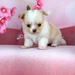 Panic - Cream and white male Chihuahua puppy in Anderson, South Carolina from Lil Treasures Chihuahuas