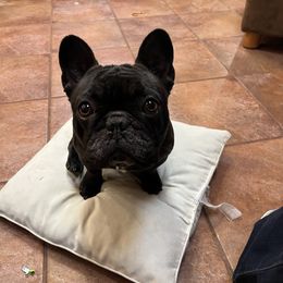 Shanti - French Bulldog