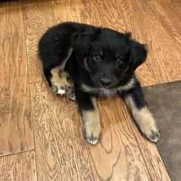 AKC Onyx - Black tri-color male Australian Shepherd puppy in Prairie Grove, Arkansas from IQ Farms
