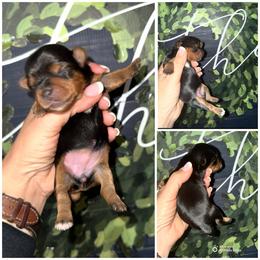 Lola Bean - Black and gold female Yorkshire Terrier puppy in Cleveland, Tennessee from Moody’s Morkies and More