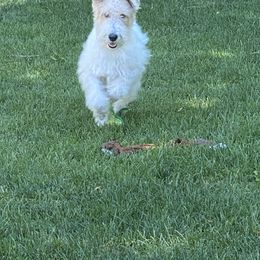 Duffy - Wire Fox Terrier
