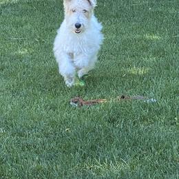 Duffy - Wire Fox Terrier