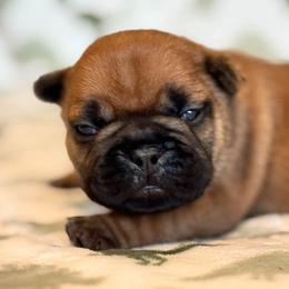 Phonix - Fawn male French Bulldog puppy in Germantown, Ohio from LaBelle Bulldogs