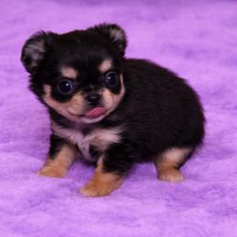 Chihuahua Puppies from Sugar Cookie Chihuahuas