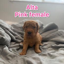Alta - Hot pink Collar - Golden female Golden Retriever puppy in Salt Lake City, Utah from Soaring golden retrievers