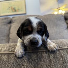 Black Collar - blue ticked - Black tan and bluetick male Beagle puppy in Princeton, Minnesota from Thor’s Beagles & Maha’s Staffy