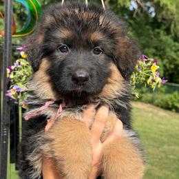Dream - Black and red female German Shepherd puppy in Harvard, Illinois from Aus Dem Meer German Shepherds