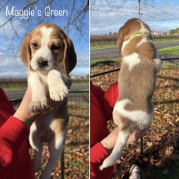Maggies Green Collar - Black fawn and white male Beagle puppy in Brownsville, Oregon from Beagles on the Run