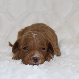 Boy 1 - Apricot male Poodle puppy in Somerset, Ohio from Odyssey Pups