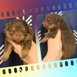 Coco puff - Chocolate and tan male Pomeranian puppy in Creswell, North Carolina from Grace's Poms🐾💕