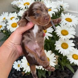 Reef - Dapple male Dachshund puppy in Lehi, Utah from Cherry Creek Dachshunds