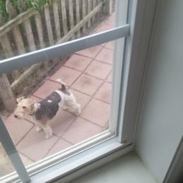 Wire Fox Terrier All Grown Up from Fox Lore Terriers