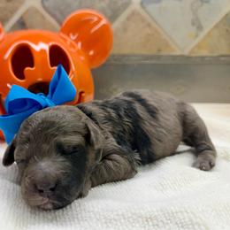 T.J. (F2bb) - Blue merle male Aussiedoodle puppy in Midlothian, Texas from Gray Doodles