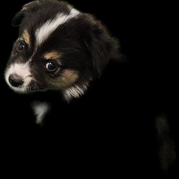 Angela - Black tri female Miniature Australian Shepherd puppy in Snowflake, Arizona from Halfpint Aussies