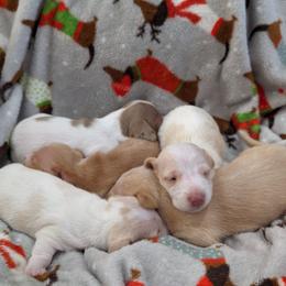 Dachshund Puppies from Ferrario Dachshunds