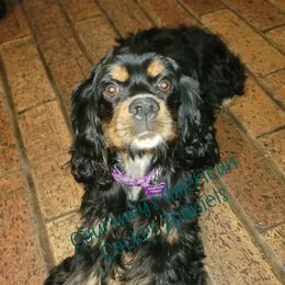 Nuggie - Cocker Spaniel
