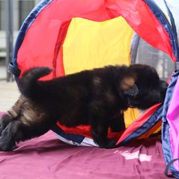 German Shepherd Puppies from vom Noctis