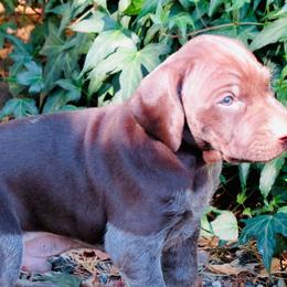 Josey Wales - Liver roan male German Shorthaired Pointer puppy in Redding, California from Macushla Kennel