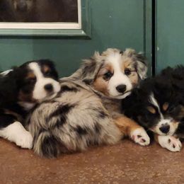 Miniature Australian Shepherd Puppies from Victor Mini Aussies
