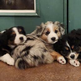 Miniature Australian Shepherd Puppies from Victor Mini Aussies