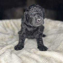 Grayson - Black and white male Aussiedoodle puppy in Monroe, North Carolina from The Klepper Homestead