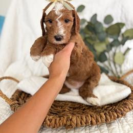 Girl 3 - Red  female Goldendoodle puppy in Chesapeake, Virginia from Buck's Pups