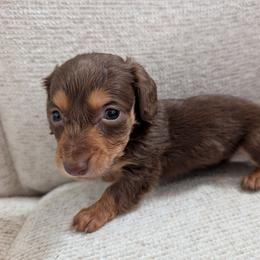Pippin - Chocolate and cream male Dachshund puppy in Barnard, Missouri from KB Doxies