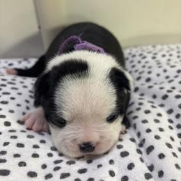 Grunt - Black brindle and white male Boston Terrier puppy in Alabama from Southern Bulldogs
