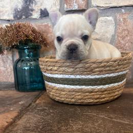 Fluffy Creamsicle - Cream female French Bulldog puppy in Tucson, Arizona from Furever Friends