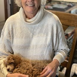 Poodle Puppies from Grandy’s Pretty Poodles