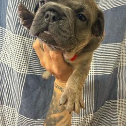 Taco - Tricolors male French Bulldog puppy in Topeka, Kansas from Midwest Monster Made Bulldogs