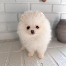 White girl - White female Pomeranian puppy in Youngstown, Ohio from Peachy Pomeranians
