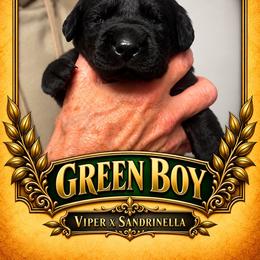 Black Boy 2 - Black male Labrador Retriever puppy in Bend, Oregon from Stirpe Corleone Labradors