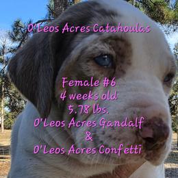 FEMALE  - 6 - Red merle female Catahoula Leopard Dog puppy in Perry, Florida from O'Leos' Acres Catahoulas