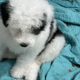 Sheepadoodle Puppies from Bns Sheepadoodles ( F1b reverse OES)