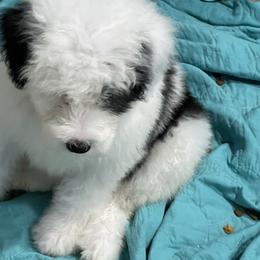 Sheepadoodle Puppies from Bns Sheepadoodles ( F1b reverse OES)