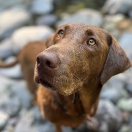 Aurora Jane - Labrador Retriever