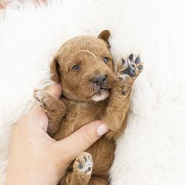 Goldendoodle, Irish Doodle, Labradoodle, and Poodle Puppies from Desert Doodles