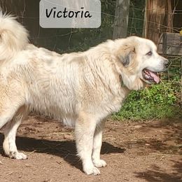 Victoria - Great Pyrenees