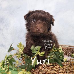 Yuri - Liver male Yorkshire Terrier puppy in Adair, Oklahoma from Phillippe's Puppy Paws