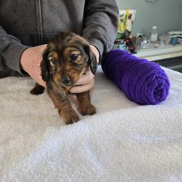 Boy 2 - male Dachshund puppy in Colorado from Keliaire Long Hair Mini Dachshunds