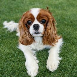 Gidget - Cavalier King Charles Spaniel