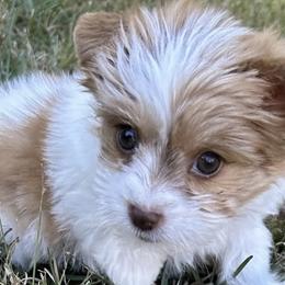 Biewer Terriers, Miniature Schnauzers, Morkies, and Yorkshire Terriers from Blue Ridge Mountain Puppies