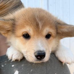 Blue Collar Male - Sable male Pembroke Welsh Corgi puppy in Victoria, Texas from Clear Creek Corgis