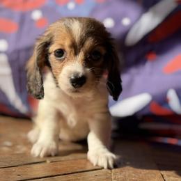 Birdie - Piebald female Dachshund puppy in Pflugerville, Texas from Dream A Dream Dachshunds