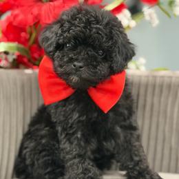 Buddy - Black male Poodle puppy in Apple Valley, California from Fletcher Fuzzy Friends