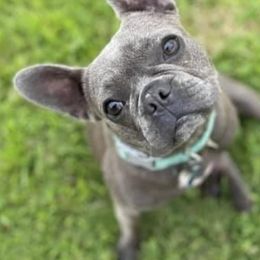 Companion Crosses, Dachshunds, and French Bulldogs from Rockin’ S Kennel