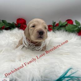 Gracie - Cream female Dachshund puppy in Chino Valley, Arizona from Dachshund Family Love Breeders